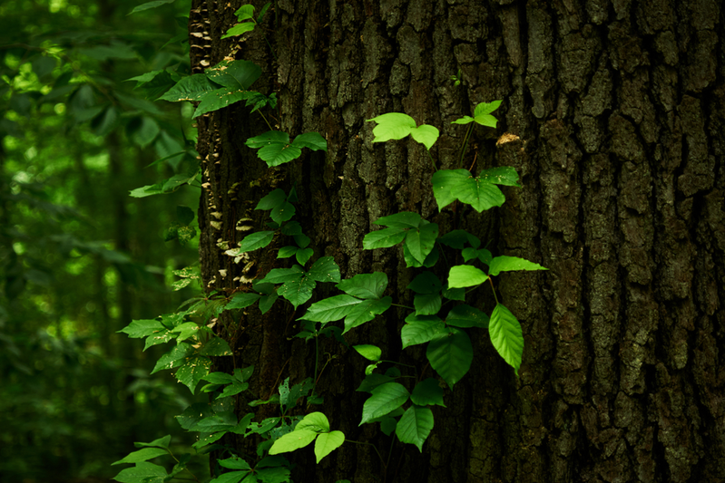 What You Need to Know About Poison Ivy Rash and How to Treat It