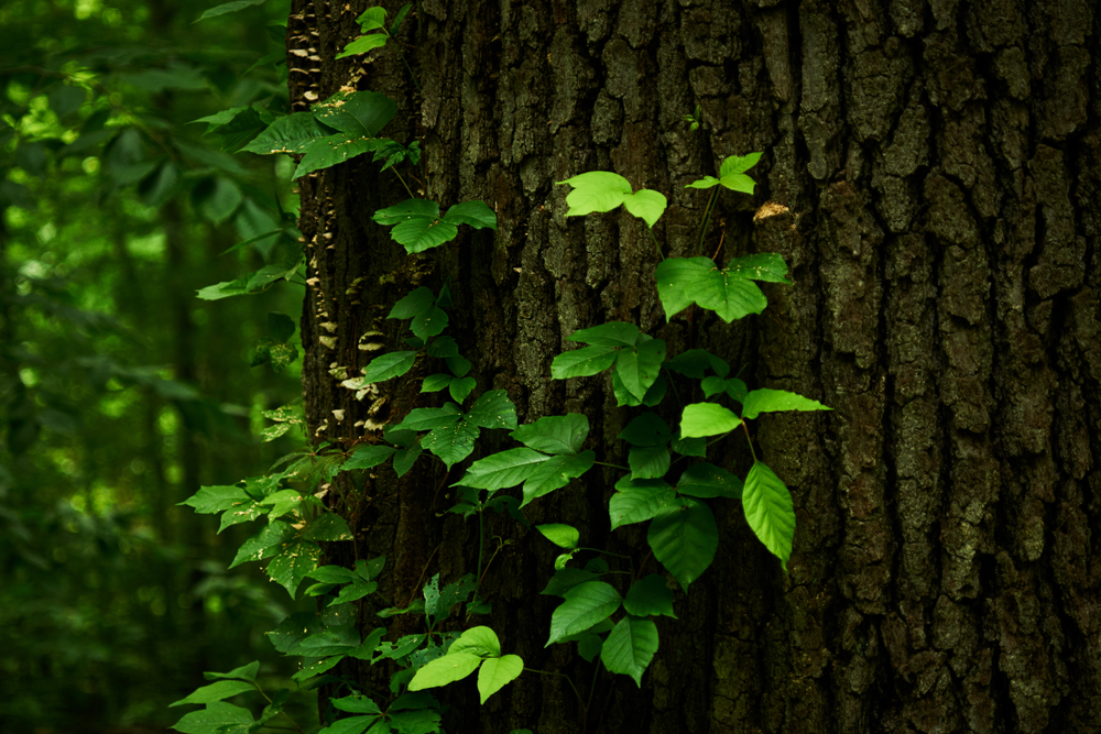 poison ivy on tree